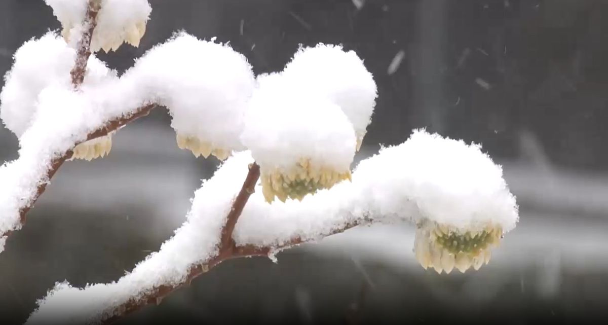 【気象台】福岡と佐賀で19日昼前にかけて大雪の恐れ　山地10センチ　平地2センチの予想　暴風にも警戒を