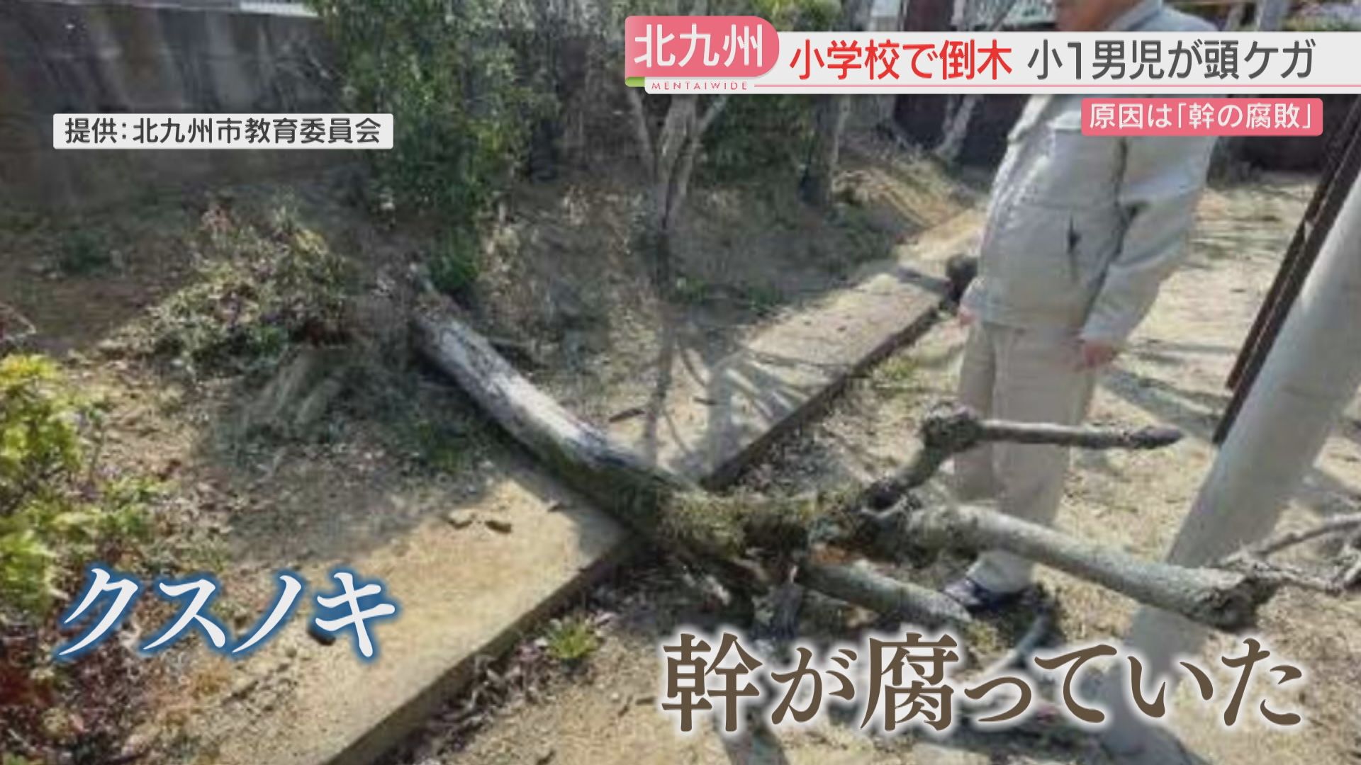 小学校で木が倒れ男児がケガ 原因は幹の腐敗 樹木医に聞く 北九州市