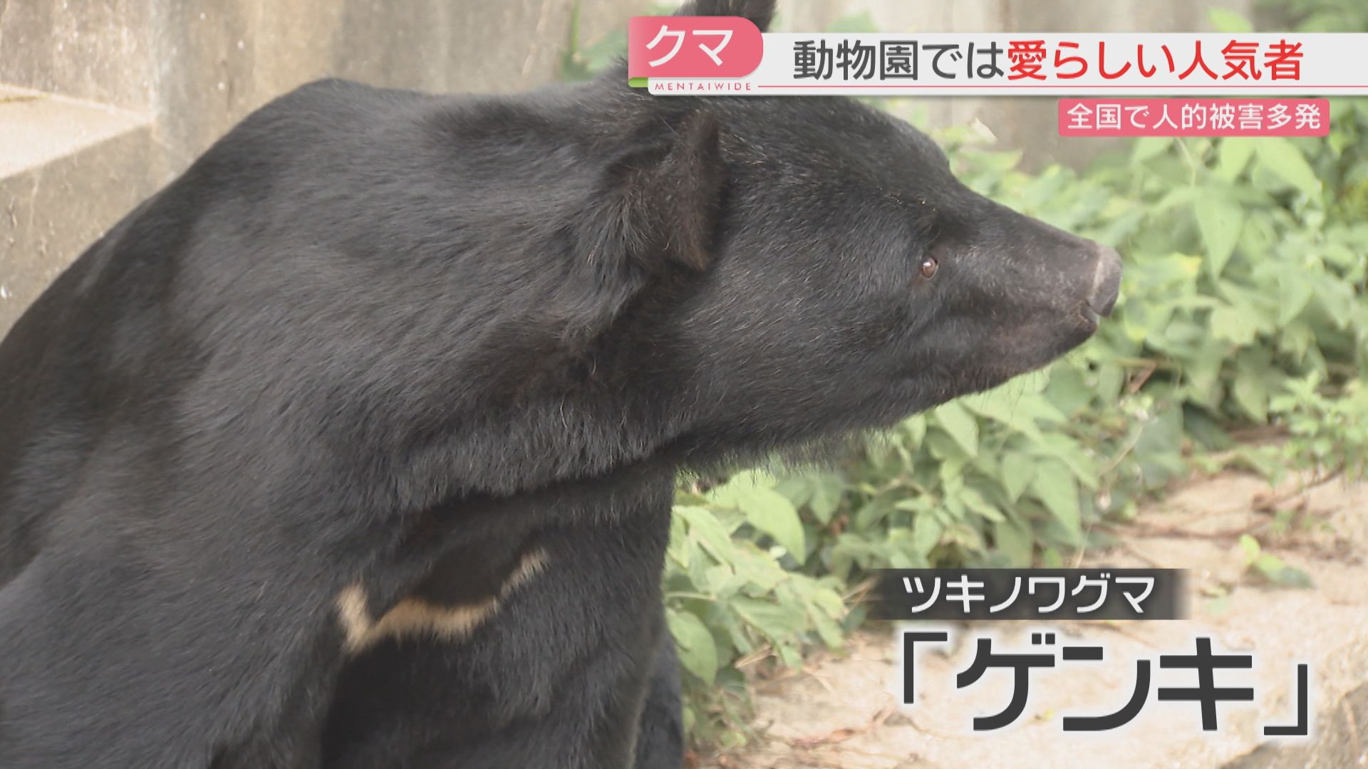 全国でクマ被害が過去最悪 九州上陸の可能性は？ 海を隔てて650