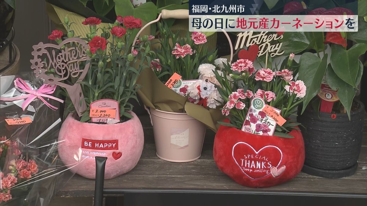 「母の日に地元産カーネーションを」福岡・北九州市の生花店に色とりどりの鉢植え並ぶ