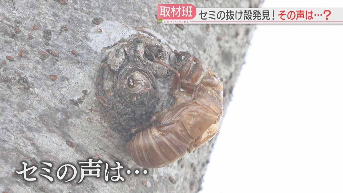 蝉 の 声 が 聞こえ ない