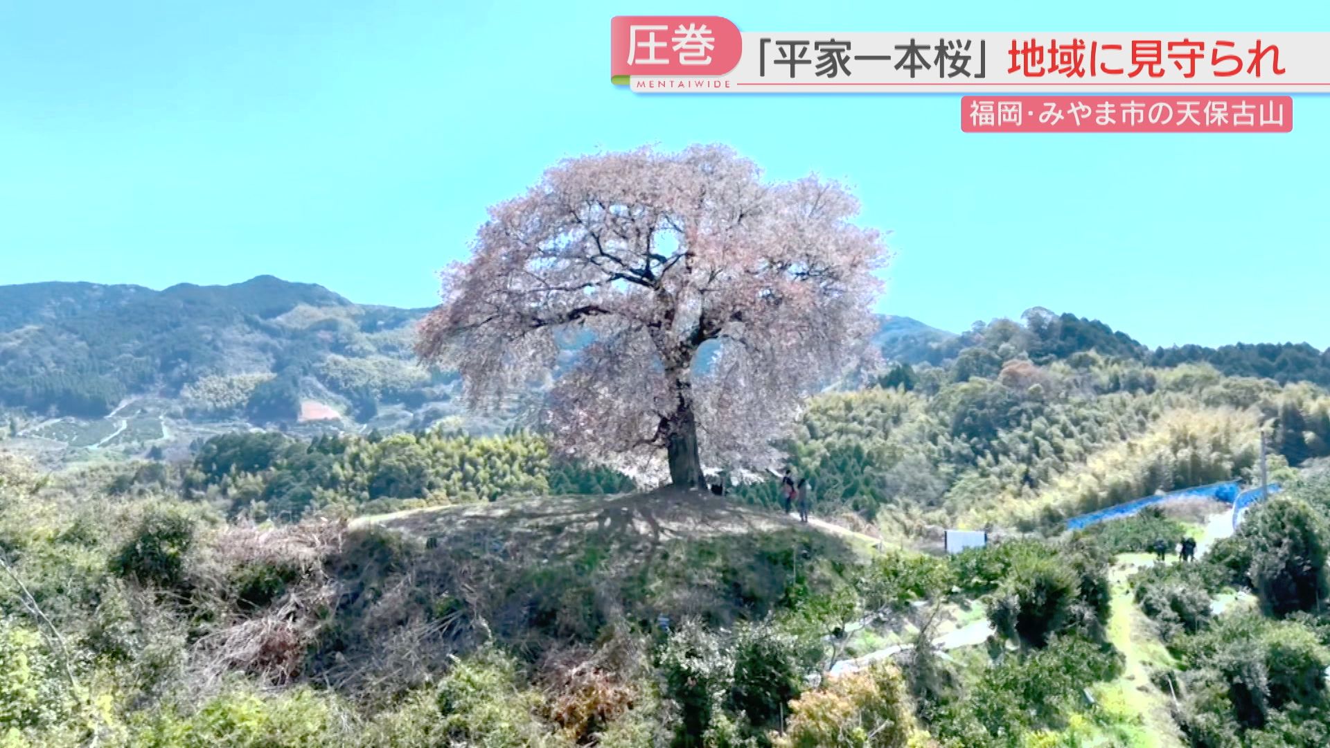 絶景】「平家一本桜」樹齢275年のヤマザクラ 見物客が運ぶのは「腐葉土