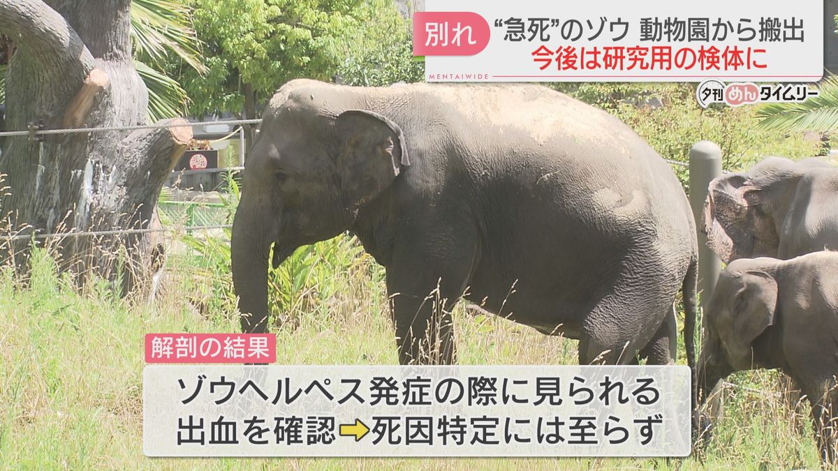 急死した12歳メスのゾウが動物園から搬出　国内の研究機関で検体に　福岡