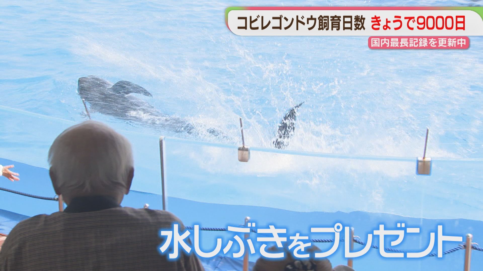 コビレゴンドウのユキ 国内飼育日数を更新中！ 9000日の節目をお祝い