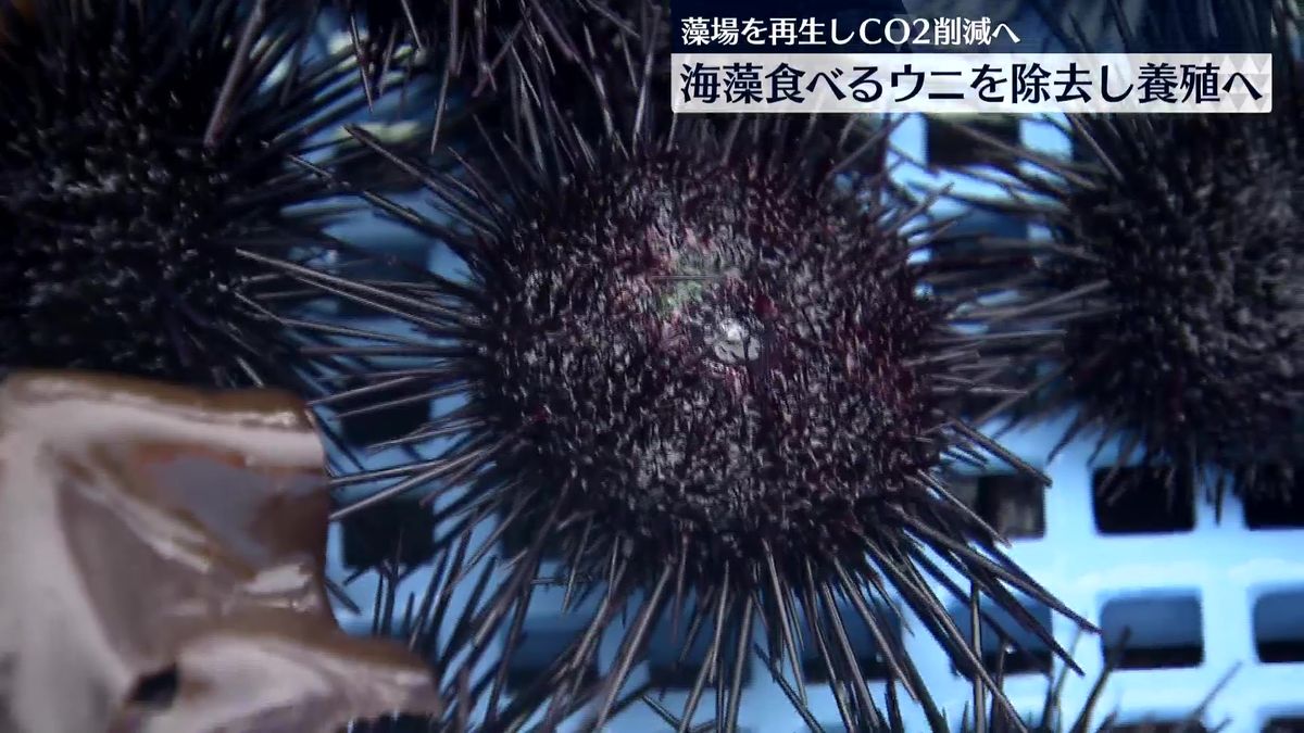 【試み】博多湾で大量発生のウニを除去して養殖　海藻を守り二酸化炭素を削減へ