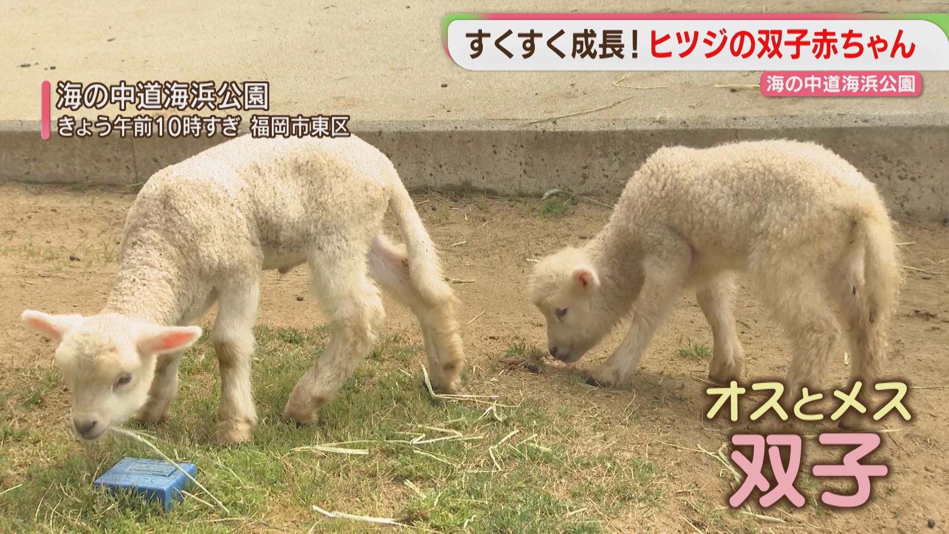 双子のヒツジの赤ちゃん すくすく成長中 海の中道海浜公園 福岡（2026