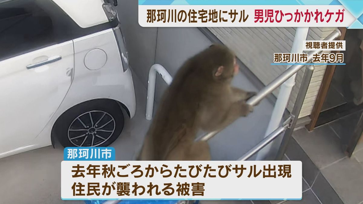 またサルの被害　畑から現れたサル　小学生が腕をひっかかれケガ　警察が注意を呼びかけ　福岡・那珂川市