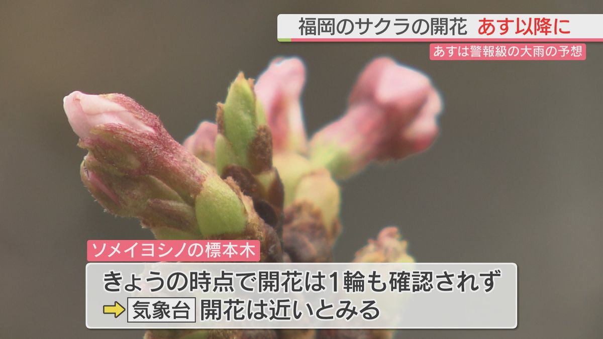 福岡のソメイヨシノの開花　24日以降か　24日は九州北部で大雨の恐れ