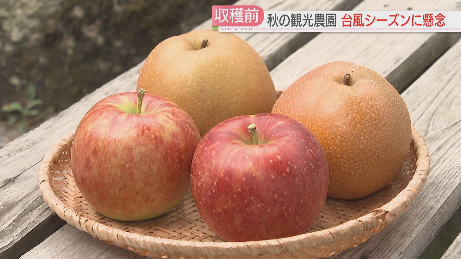 ことしはいい出来」梨は甘みがのって品質も良く 収穫時期の観光農園
