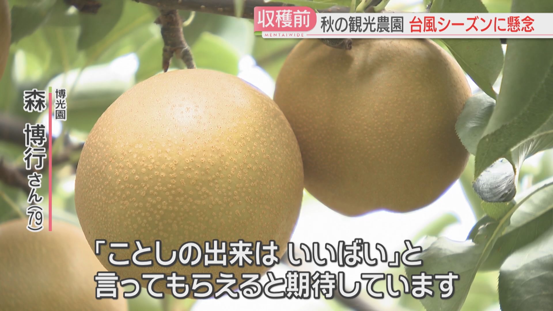 ことしはいい出来」梨は甘みがのって品質も良く 収穫時期の観光農園