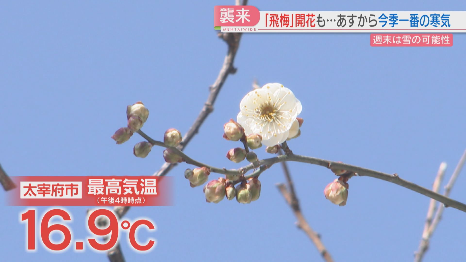 一転】春の陽気で「飛梅」開花 20日からは今季一番の寒気 週の後半は