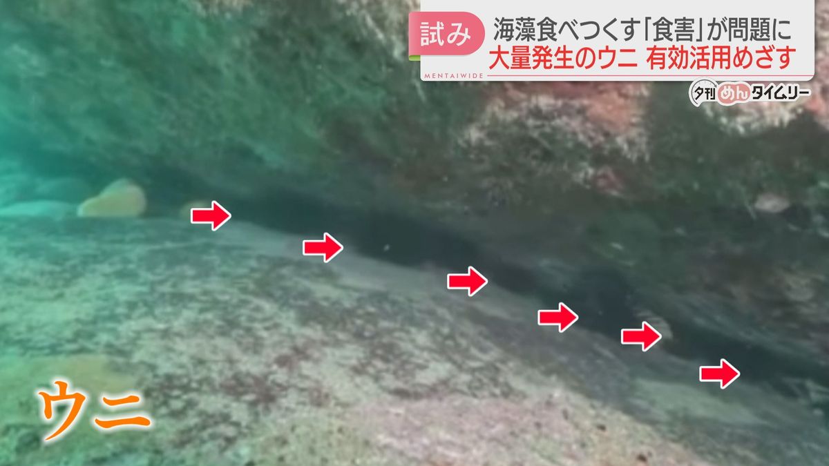 海藻を食べつくすウニ