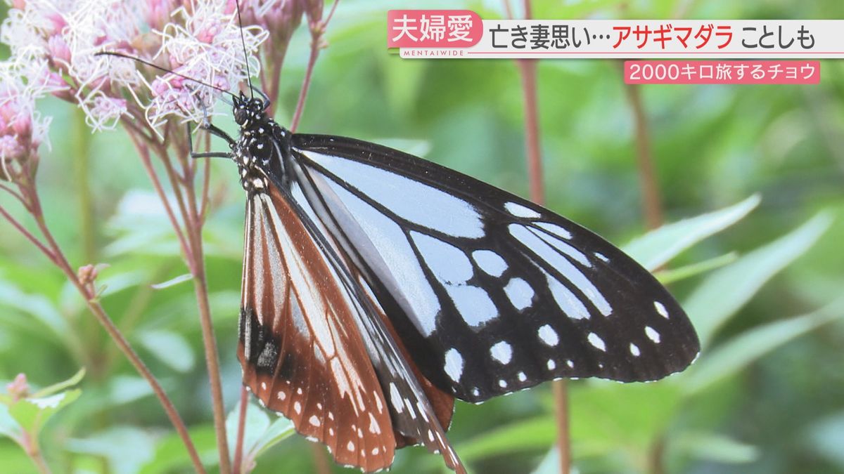 「また来てね」亡き妻が好きだったアサギマダラに会いたい　残された夫の想い