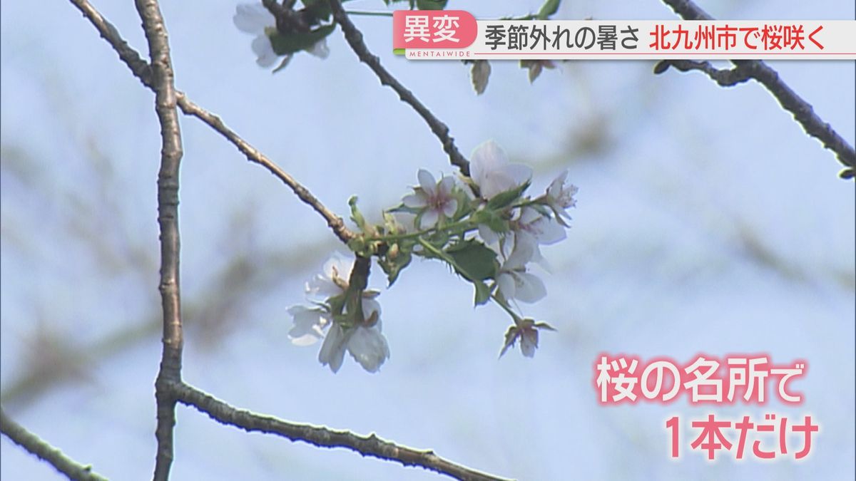 異例の暑さで桜咲く！驚きの光景に専門家は　福岡県内各地で11月の観測史上最高気温を記録