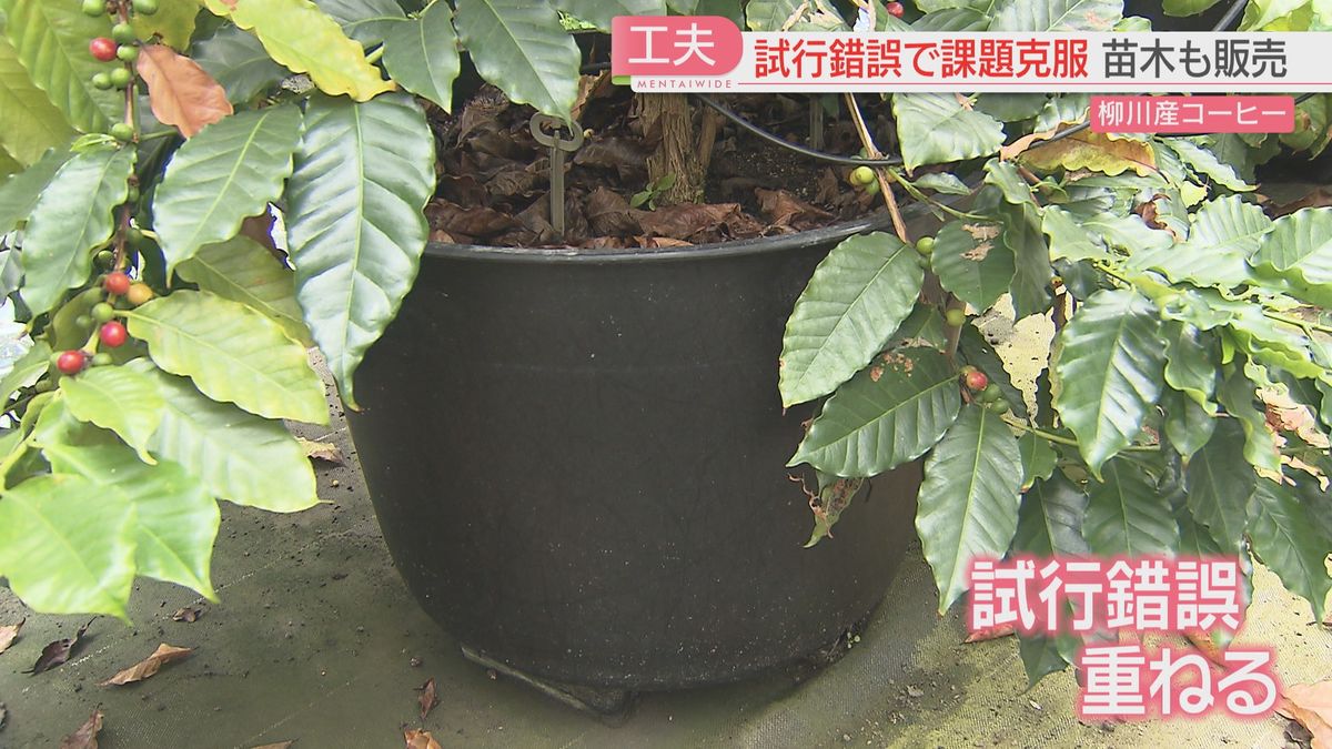 鉢植えでコーヒーを育てる