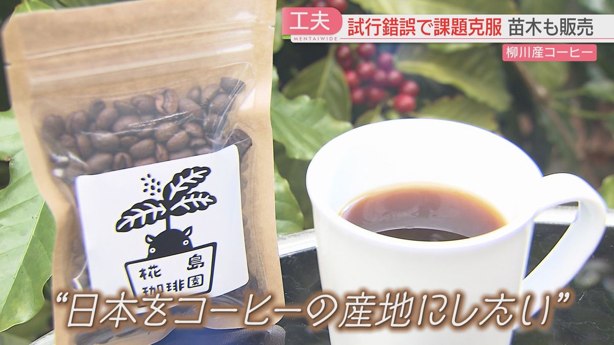 「国産コーヒー」を福岡で栽培　乗り越えたのは梅雨と湿地の湿気　水郷・柳川で挑戦　「コーヒーの2050年問題」も　　
