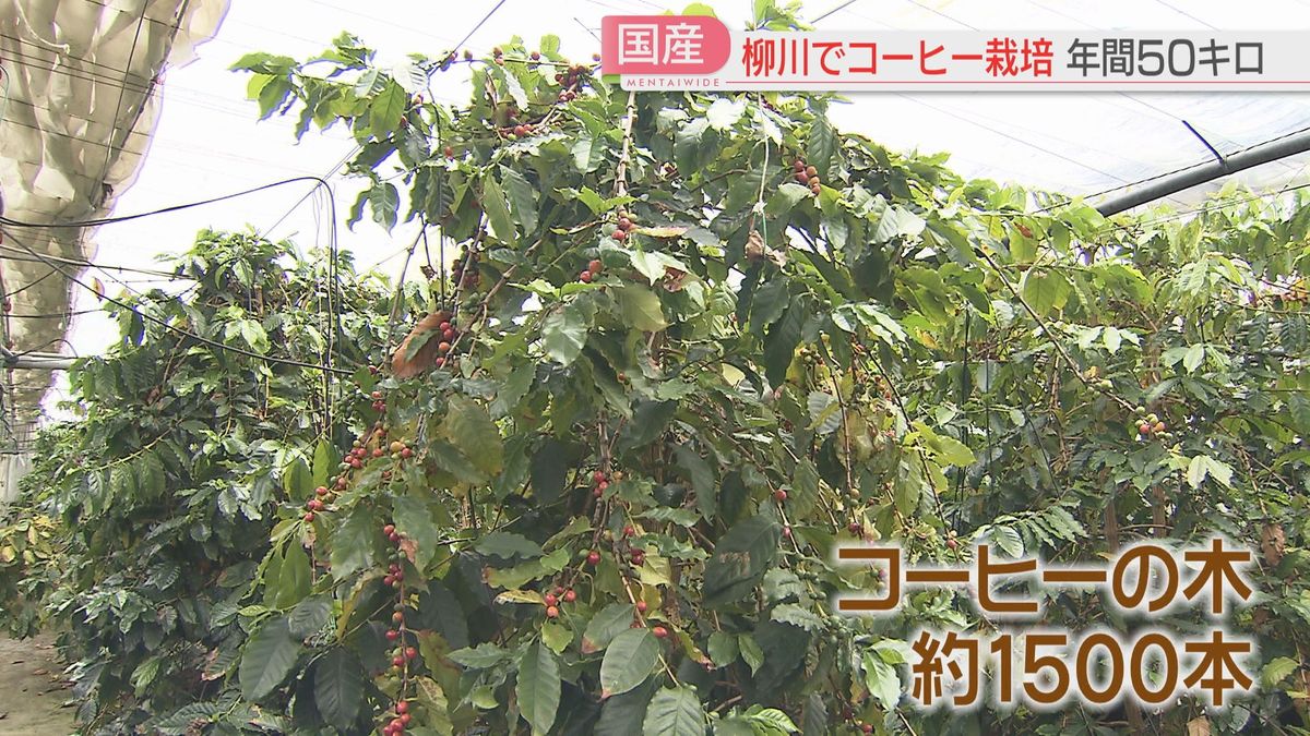 コーヒー豆を栽培する福岡県柳川市の杏里ファーム
