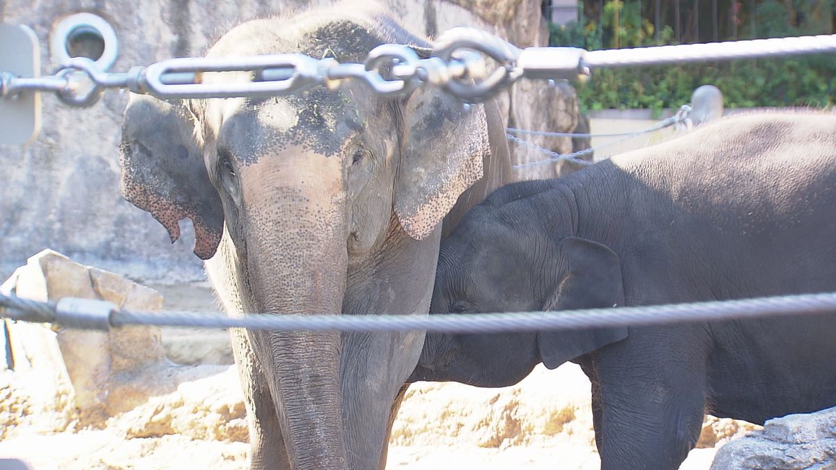 福岡市動物園（12日）