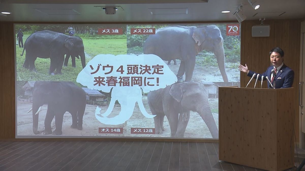 「ゾウが好きだから見たい」2024年春 福岡市動物園にアジアゾウ4頭がやってくる