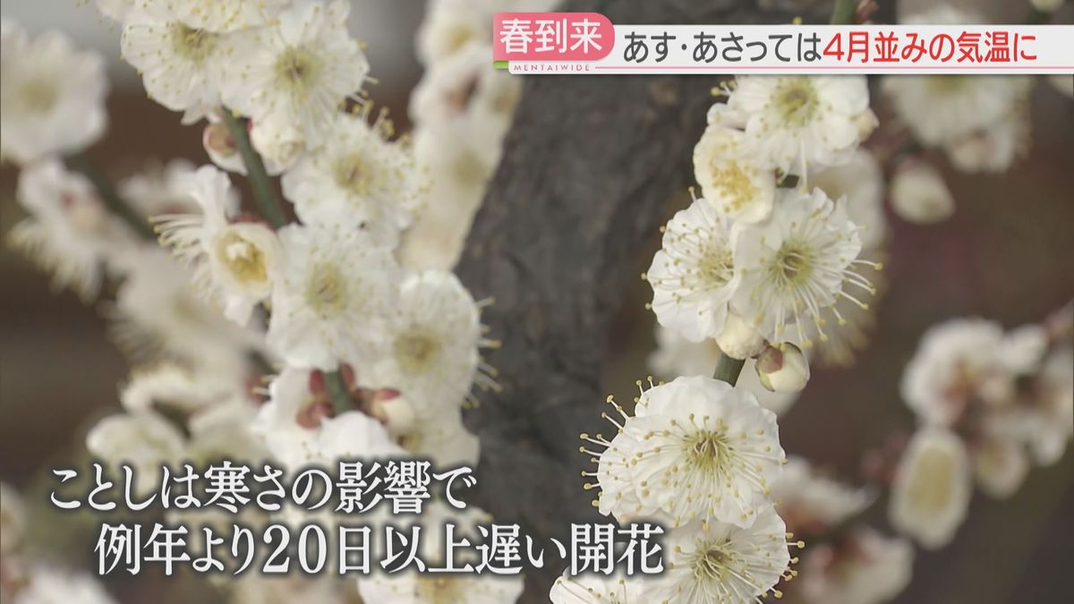 開花は20日以上遅く