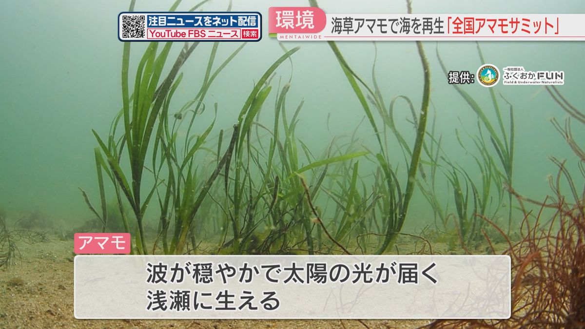 海藻・アマモをキーワードに海の再生について考える　福岡市で『全国アマモサミット』