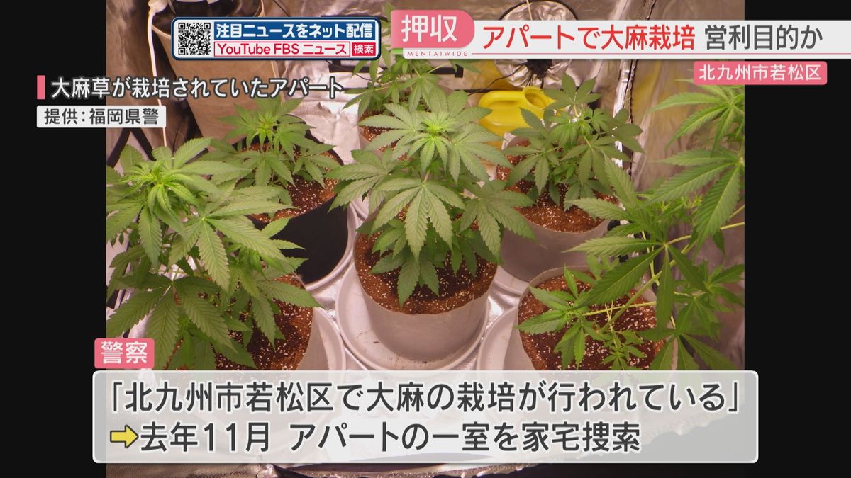 アパートの一室から1925万円相当の乾燥大麻と大麻草　営利目的で栽培した疑い「生活費に」北九州市