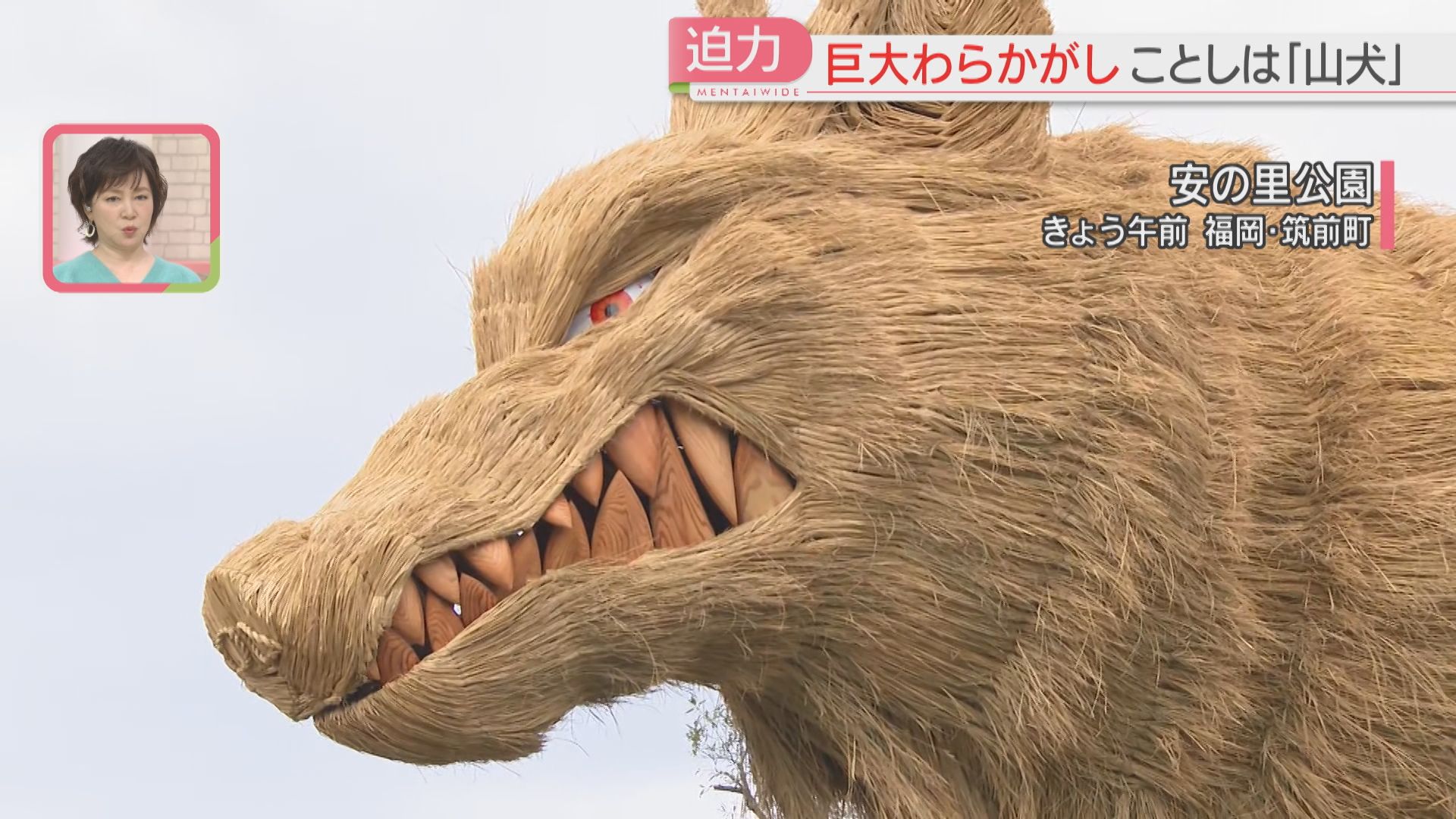 迫力】巨大「わらかがし」ことしは「山犬」高さ6.5メートル・全長13