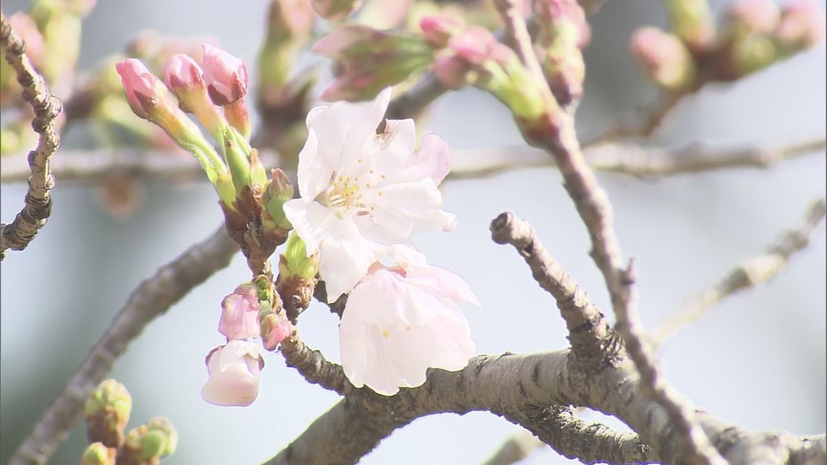 【速報】福岡で開花発表　平年より5日遅く　去年より9日遅い