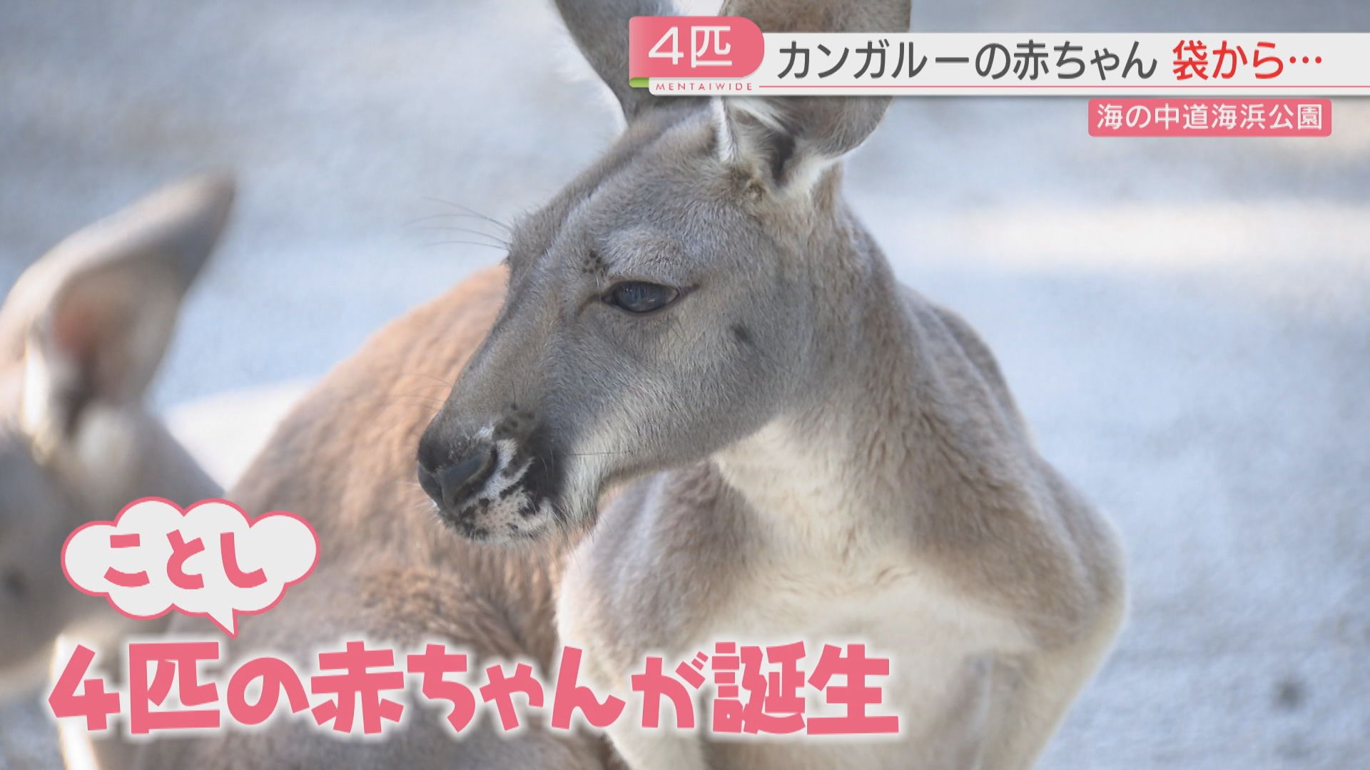 はじめましてカンガルーの赤ちゃん！お母さんの袋からひょっこり