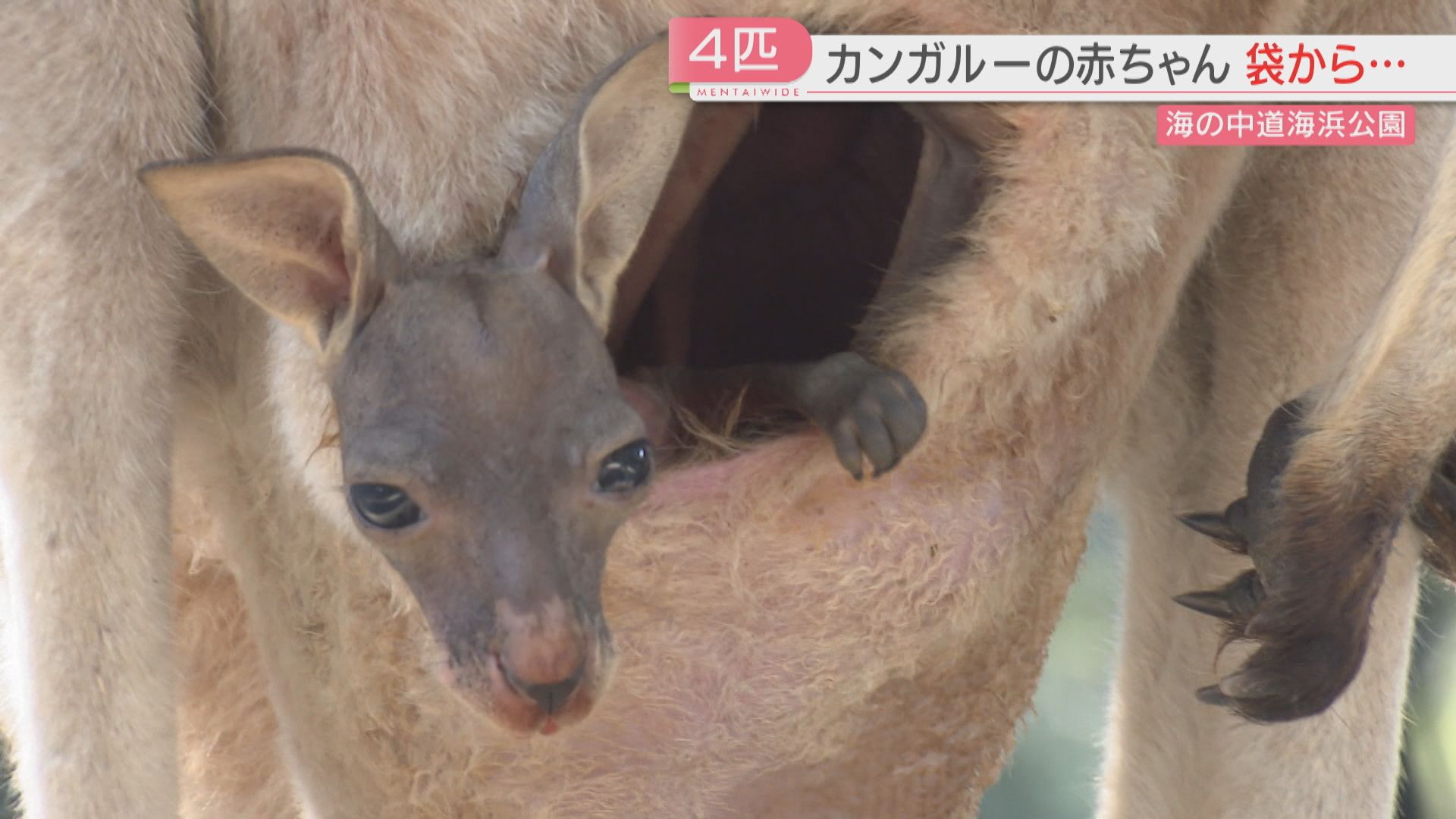 はじめましてカンガルーの赤ちゃん！お母さんの袋からひょっこり