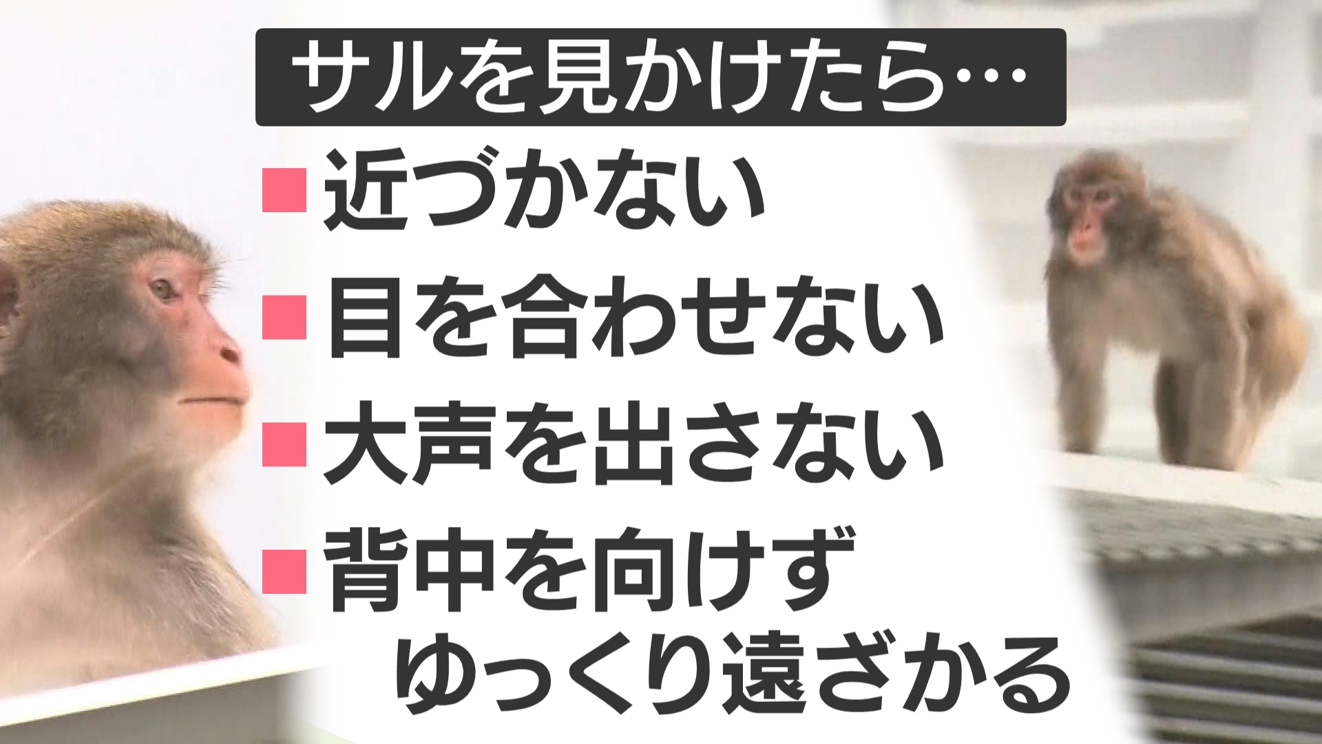 福岡県那珂川市でまたサル 女児ら2人襲われる 追い払おうとケガした