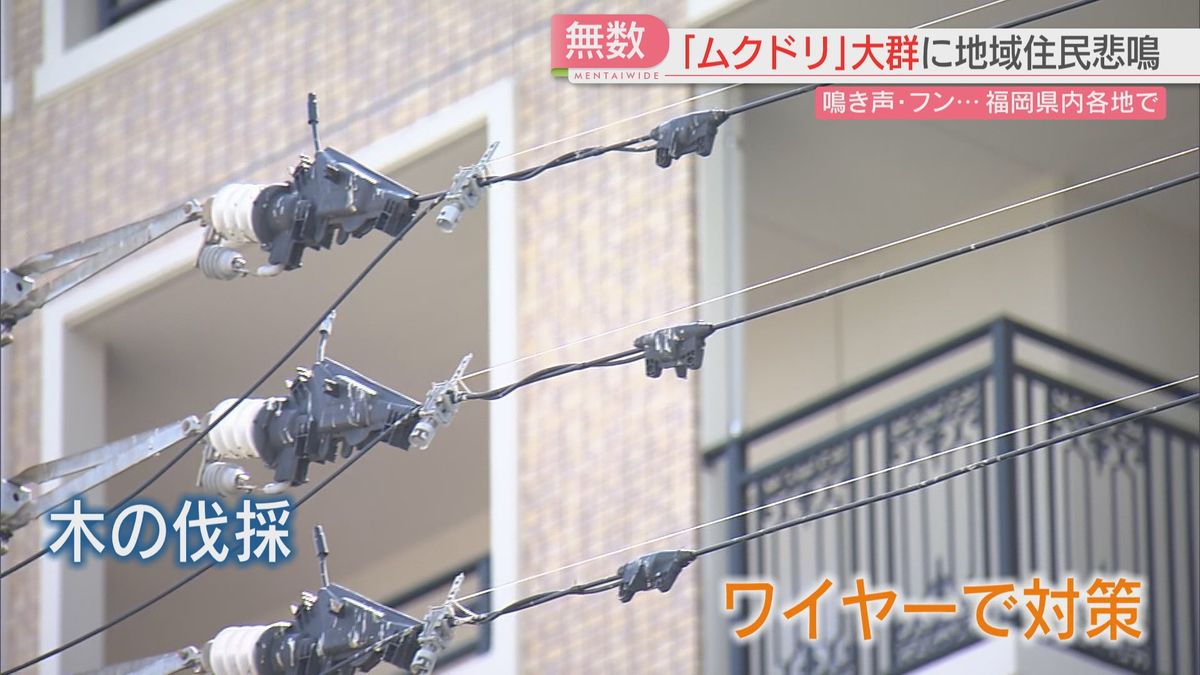 電線にはワイヤーで対策