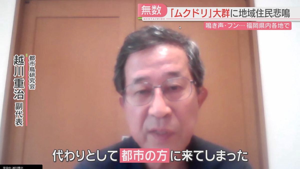 都市鳥研究会の越川副代表