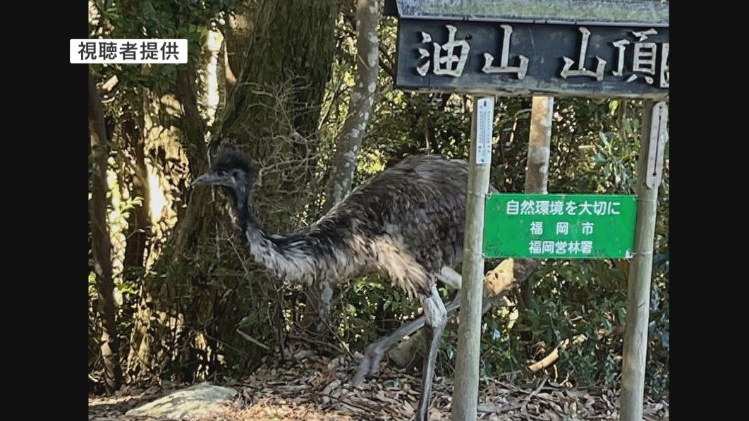 「ハイキング中にエミューが」油山で目撃　近くの飼育場で1羽いなくなる　2月にも山頂で目撃された後に保護　福岡