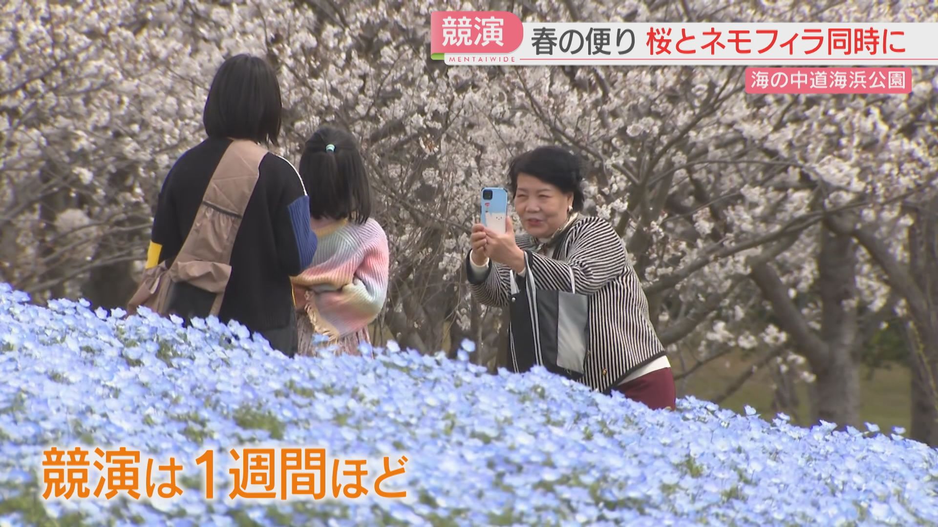 今しか見られないピンクと青の競演 桜並木と一面のネモフィラをどうぞ