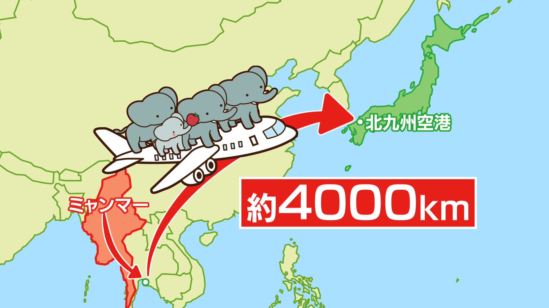 詳しく】ゾウ4頭が到着 オリから鼻 親子ゾウは寄り添って元気