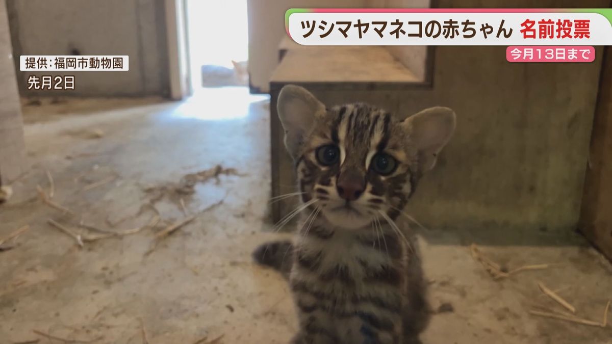 福岡市動物園のツシマヤマネコ の赤ちゃん 名前の候補は「なぎ」「みこ」「エミー」 投票は今月13日まで