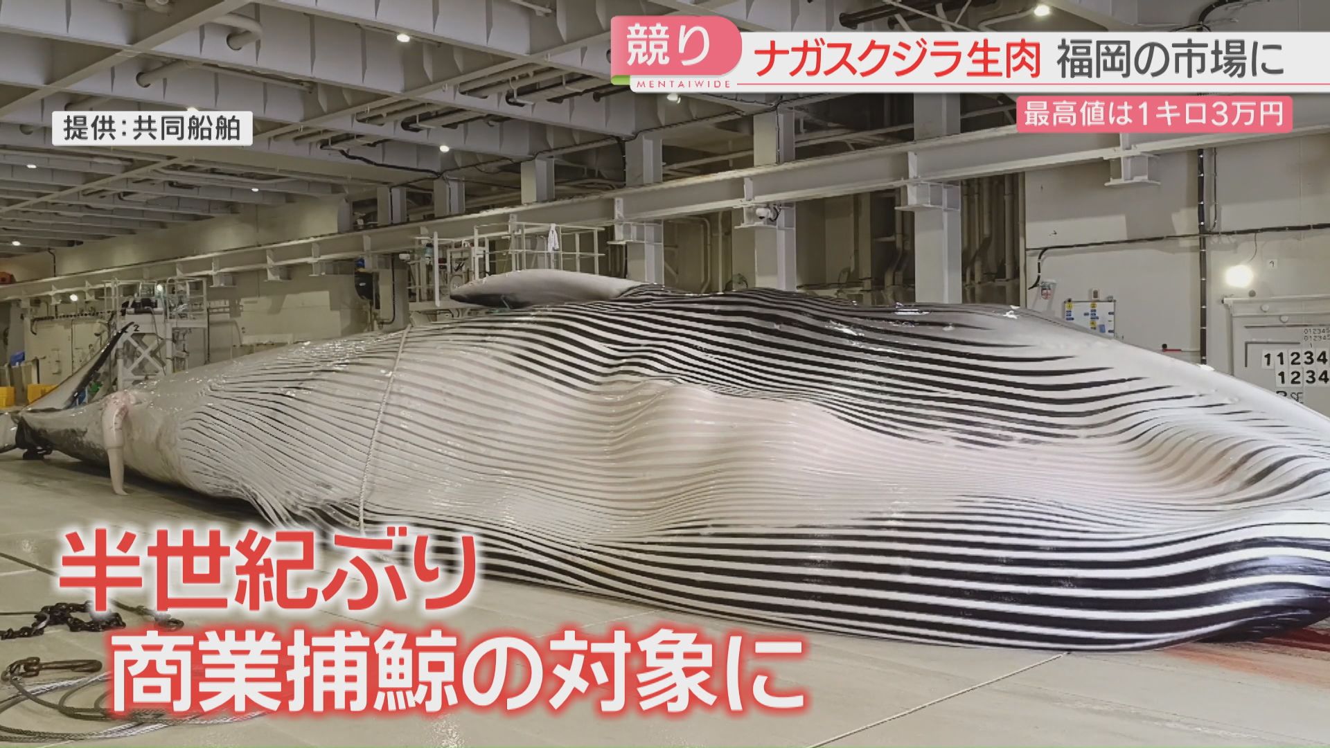 最高1キロ3万円！「ナガスクジラ」生肉の競り 商業捕鯨が再開して九州
