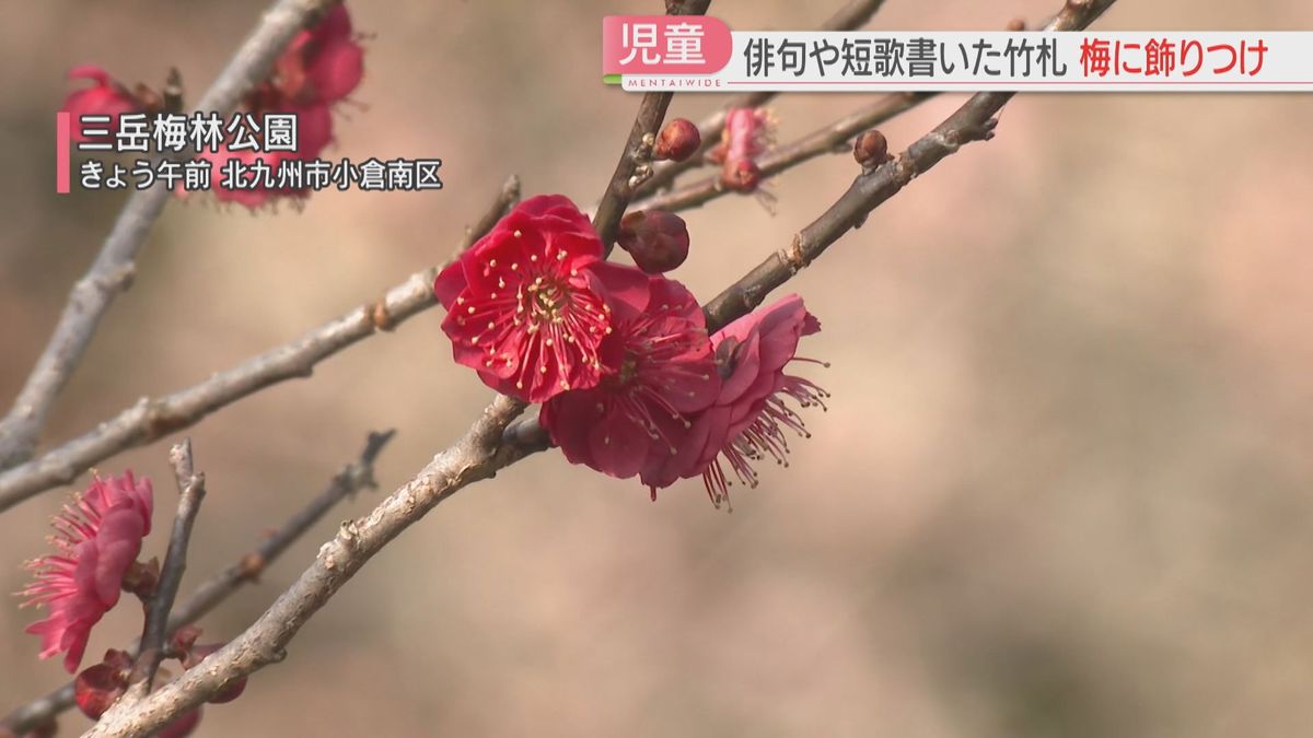 春の空 僕の心も 澄み渡る」小学生が俳句を披露 梅の枝に飾りつけ 