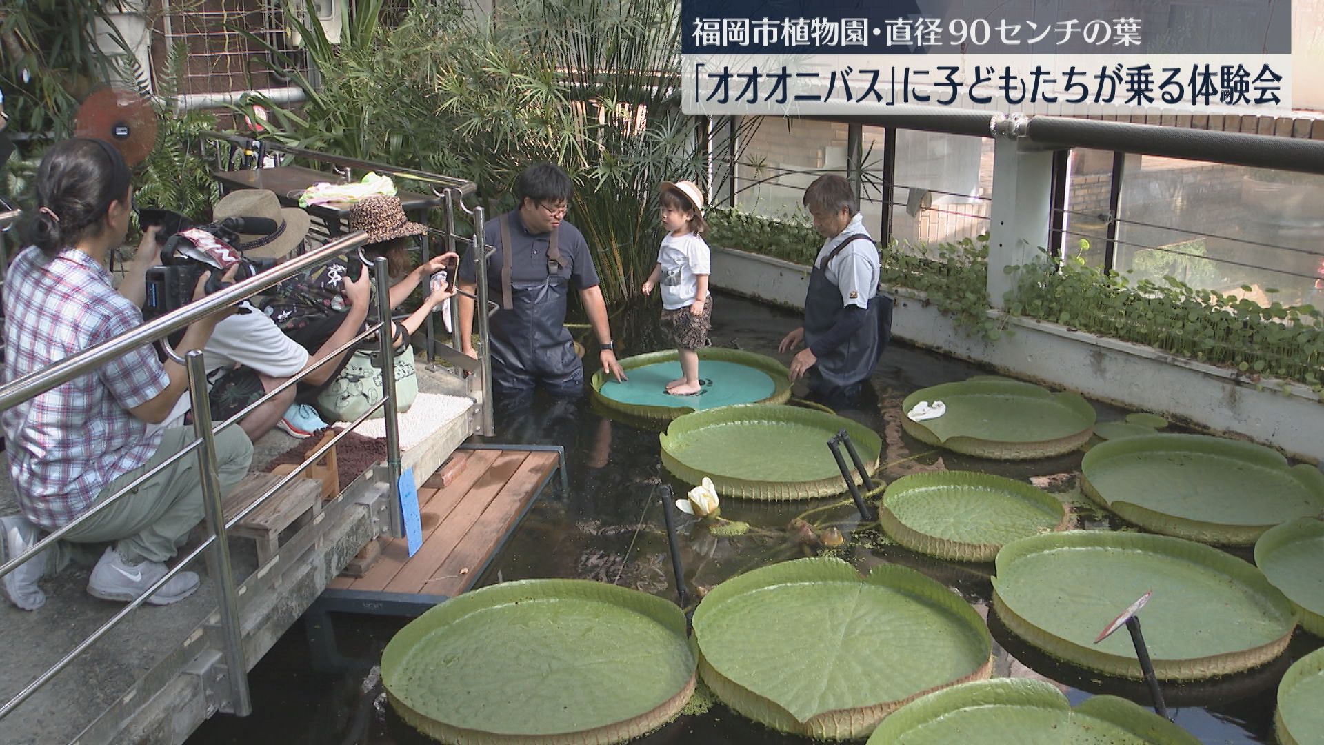 南米原産【オオオニバスの種15粒】 葉っぱに乗れるのはチョウチョだけやないで～ 牧野植物園で