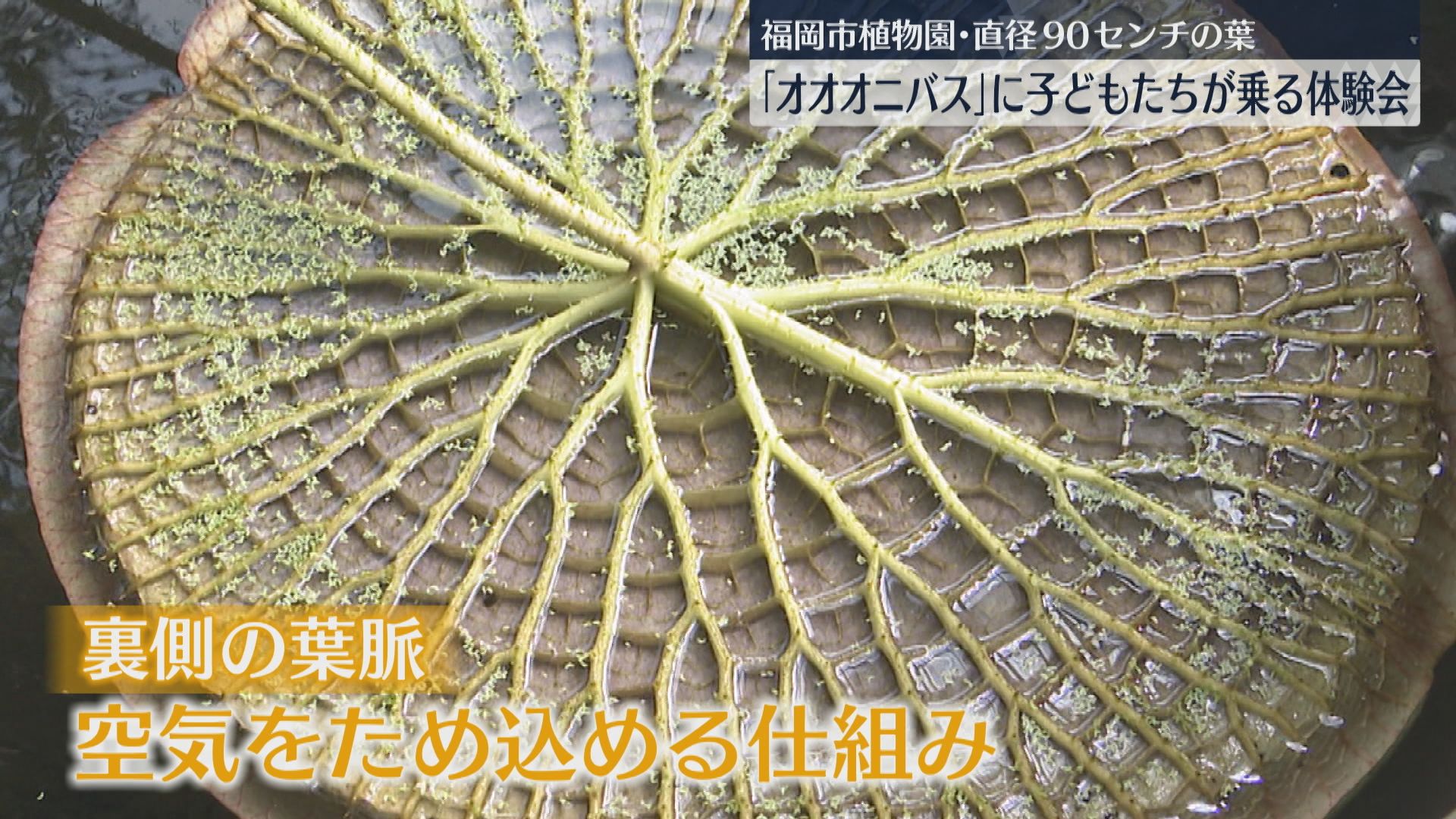 オオオニバスに乗ったよ 体重15キロ以下の子どもたちが参加 福岡市