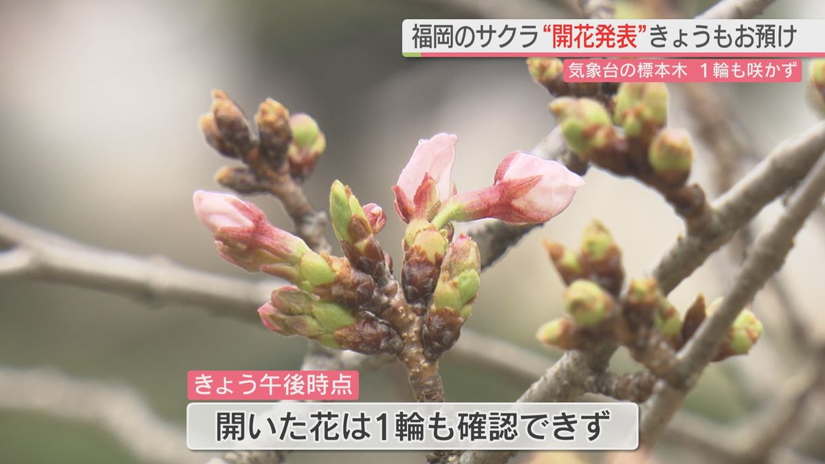 福岡のサクラ“開花発表” 25日以降に持ち越し 24日の標本木は1輪も咲かず