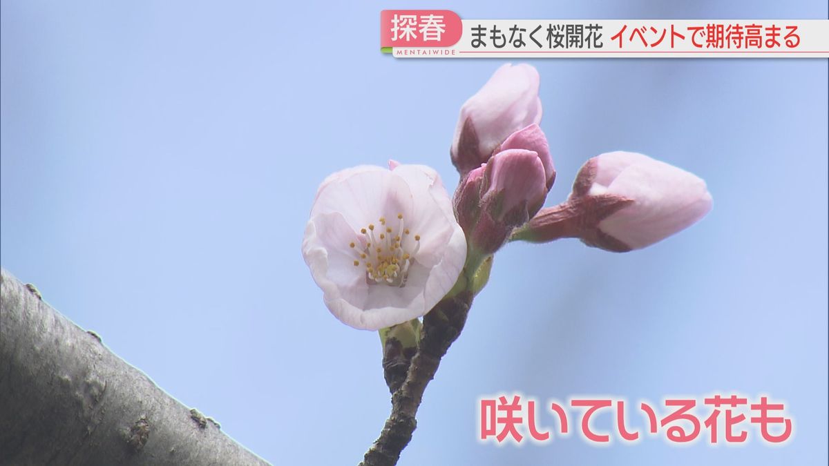 開花目前！桜の名所は今　「独自発表」の北九州市は　秋月では5年ぶり「春まつり」　受験生も笑顔の花　福岡