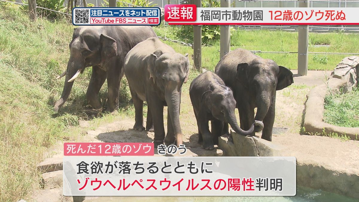 【ゾウ1頭が死ぬ】園長が会見「原因については現段階で特定できず」ゾウヘルペスウイルスは陽性　福岡市動物園　