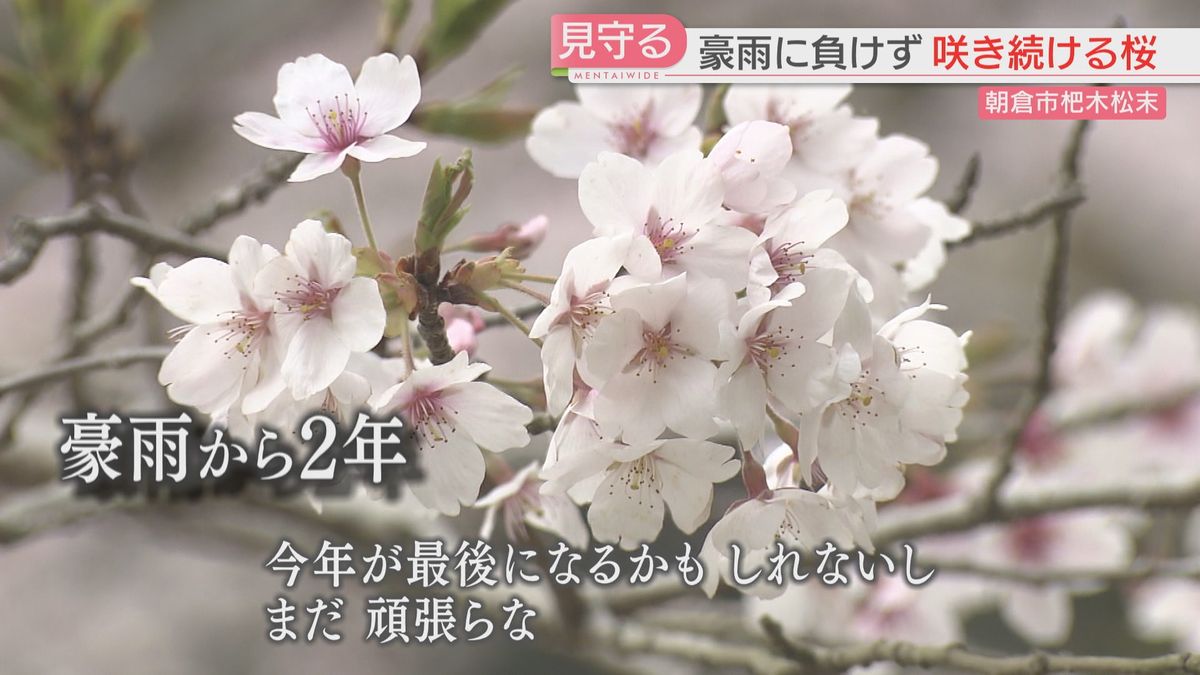 小川さんは桜の姿を見つめ続けてきた