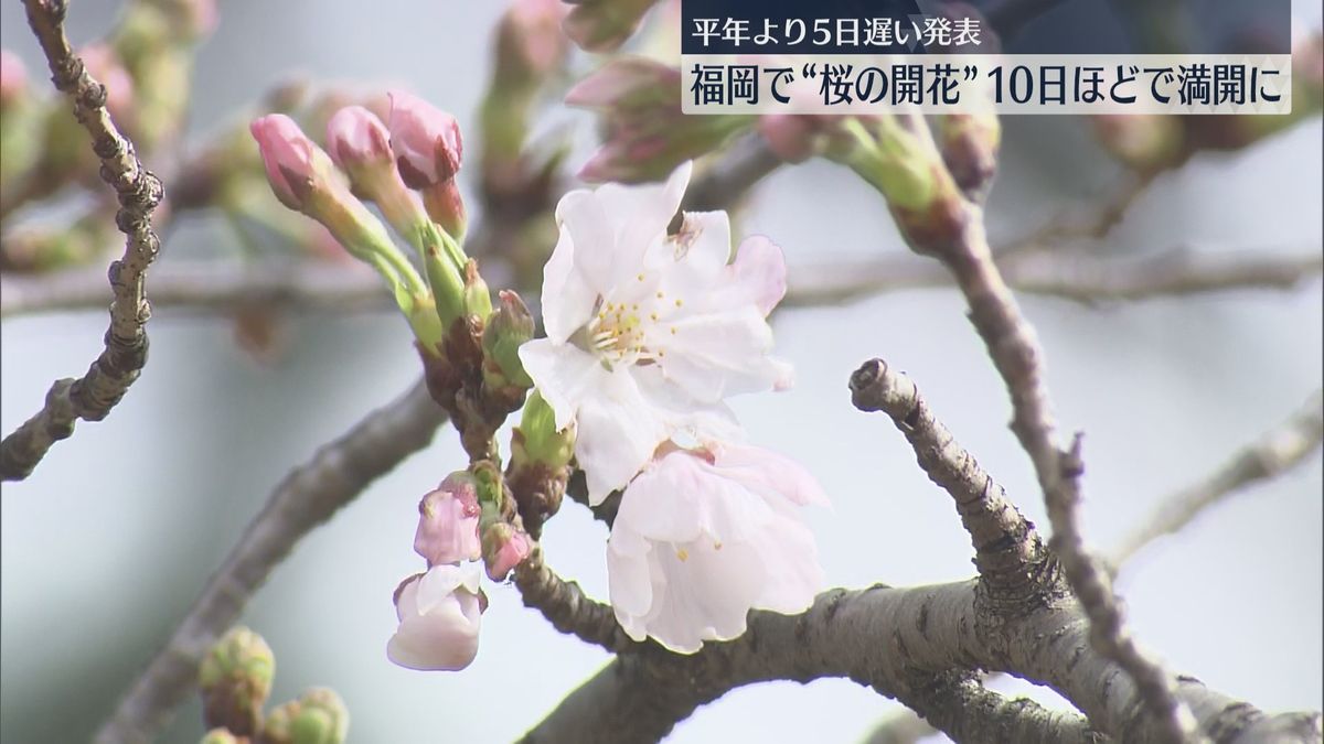 桜の季節が来た！福岡で開花発表　平年より遅いのは7年ぶり　寒の戻りが影響か　福岡管区気象台