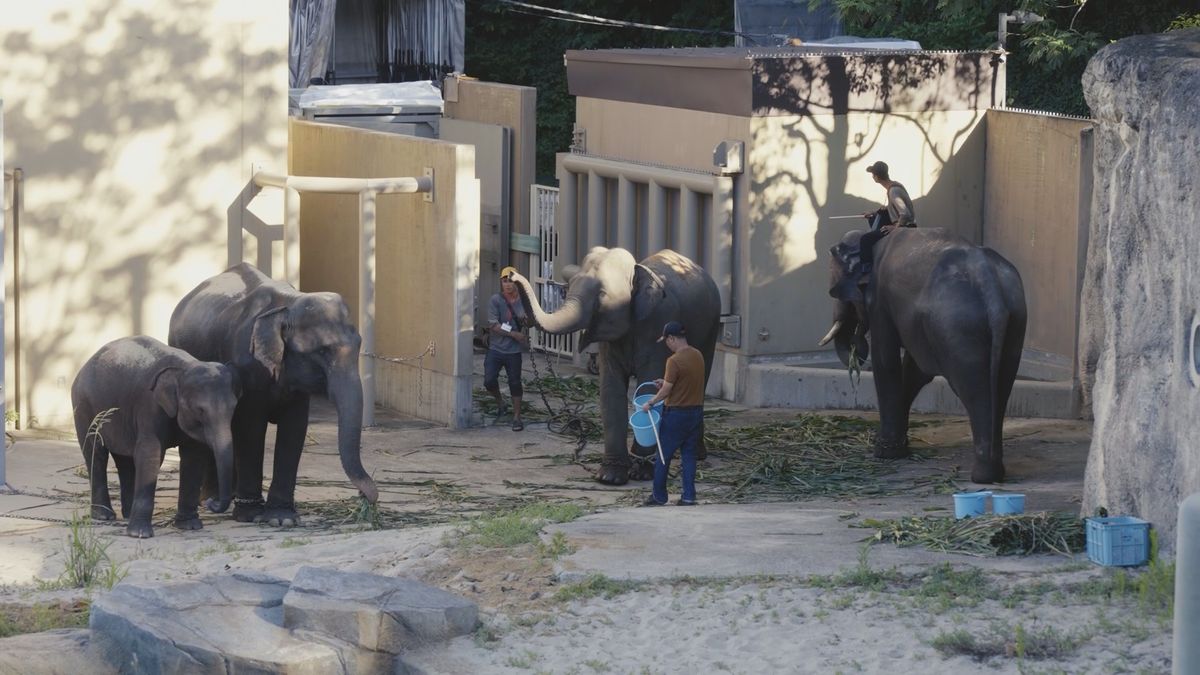 福岡市動物園提供（到着当時）