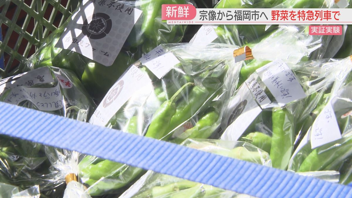 朝に収穫した野菜