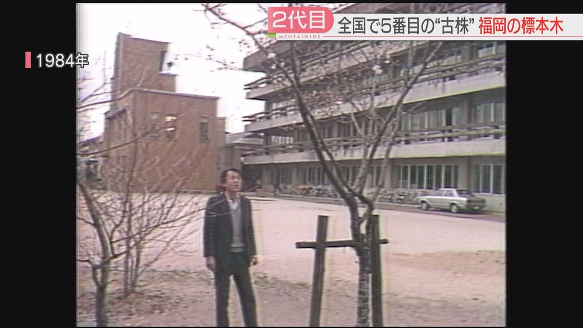 1984年の標本木