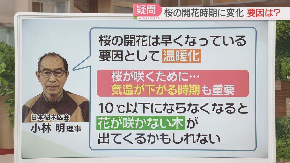 温暖化や冬の寒さが開花に影響